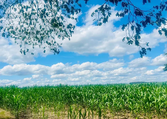 La Balade En Foret - 9 Personnes En Ardenne Feriehus Tenneville