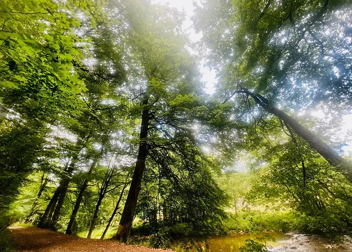 La Balade En Foret - 9 Personnes En Ardenne Feriehus *